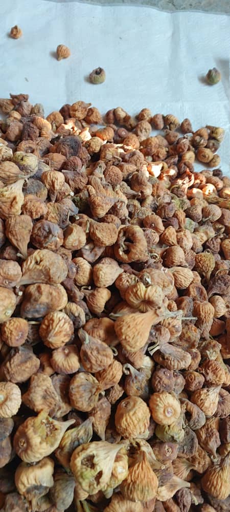 فروش انجیر ضعیف سایز آ با بهترین قیمت